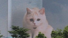 【第二弹】《CatBox》 Art is your DUTY - 城市艺术活动
