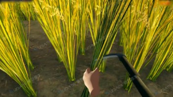 <b>VR </b>水稻互动体验