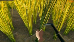 VR 水稻互动体验