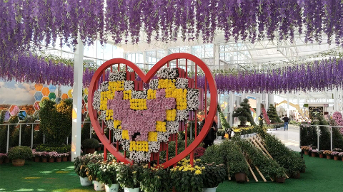南京菊花展 | 赏菊打卡新方式