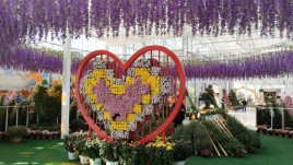南京菊花展 | 赏菊打卡新方式