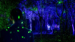 激光投影点亮上海首个森林主题沉浸式夜游景点