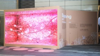 <b>花影</b> II