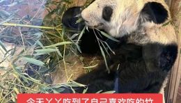 为救熊猫“丫丫”，小红书网友包下纽约时代广场大屏