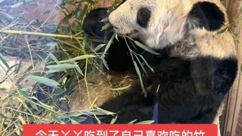 为救熊猫“丫丫”，小红书网友包下纽约<b>时代广场</b>大屏