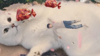 滴滴×萌猫演绎反差萌，喵喵节背后的营销逻辑是什么？
