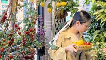 全网上瘾的“种菜热”！90后女生在5.9㎡<b>阳台</b>，造了个蔬菜王国