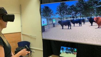 <b>VR+</b>农业！澳大利亚阿德莱德大学用VR培训学生学习养牛技巧