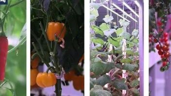 万润科技、木林森、崧盛股份等在植物照明领域最新动态一览
