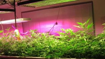 <b>LED植物照明</b>企业当前进展如何？