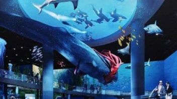 海洋生物场景布光