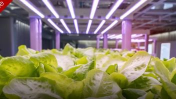 经高山过低谷，<b>LED植物照明</b>企业当前进展如何？