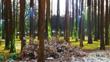 莹火虫梦幻光影秀点亮武汉东湖秘境