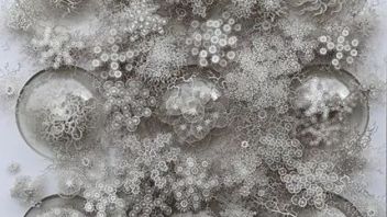 它有多精致就有多脆弱，从科学事实和科幻小说融合的空间中诞生的艺术
