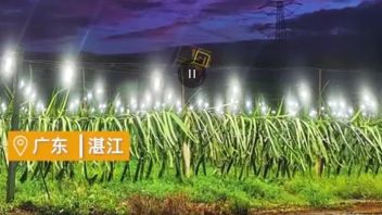 100元一斤？这沐浴在灯光中的果子莫不是“水果刺客”？
