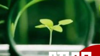 LED植物灯进入国际空间站