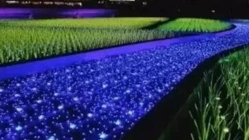激发乡村振兴新活力  <b>乡村夜经济</b>的“七夜”模式