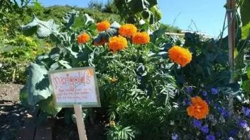 【城市文化】<b>都市田园</b>：全球十个创意城市农场