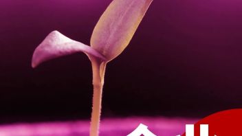 植物照明蓝海市场开启，国星光电高光效LED产品助添热度